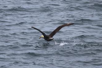 Albatros